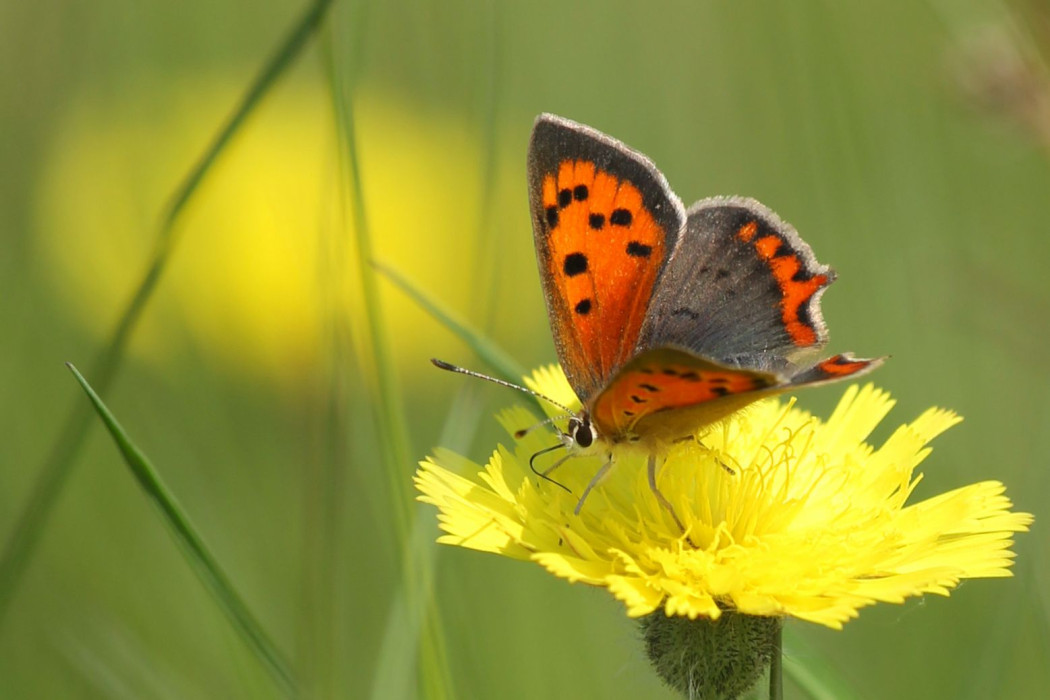 A Hogerwaardpolder DuintjesvuurvlinderEdJ 8