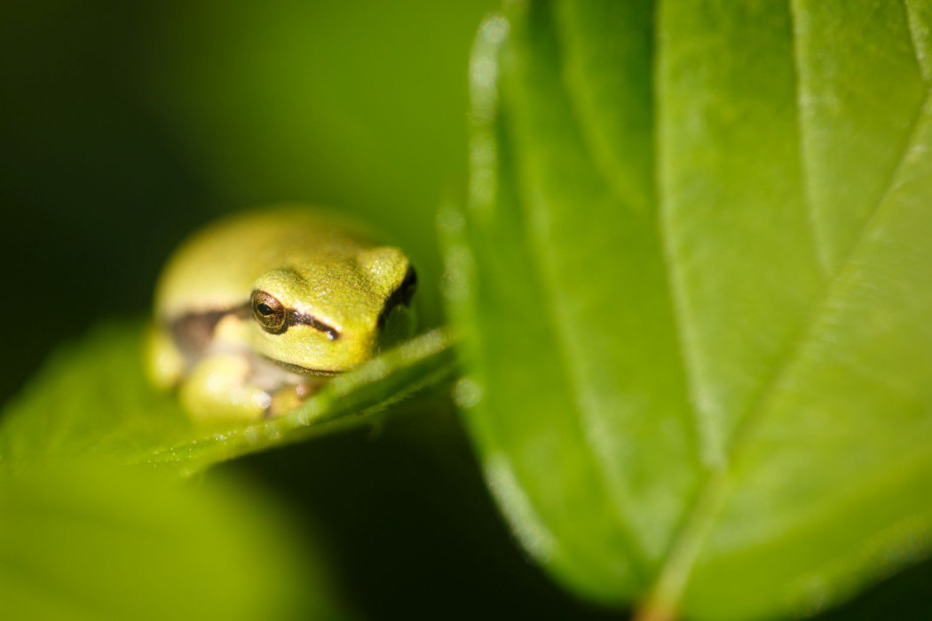 D Tree Frog A0A3793 MH