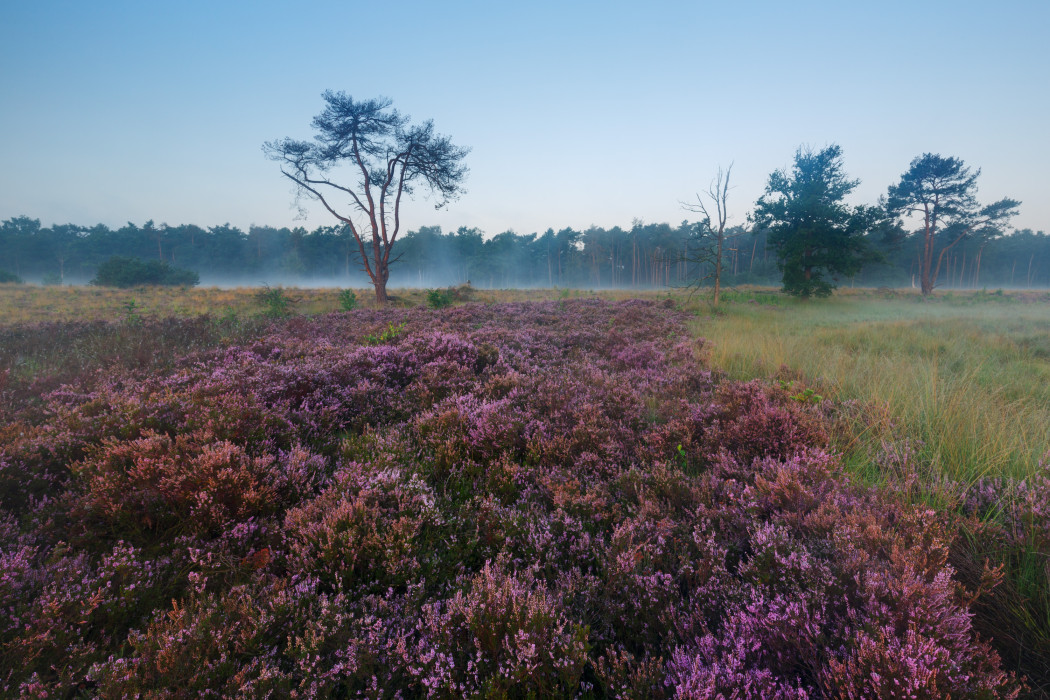 Groote Heide A0A0278