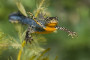 D NuenensBroek Alpenwatersalamander DK