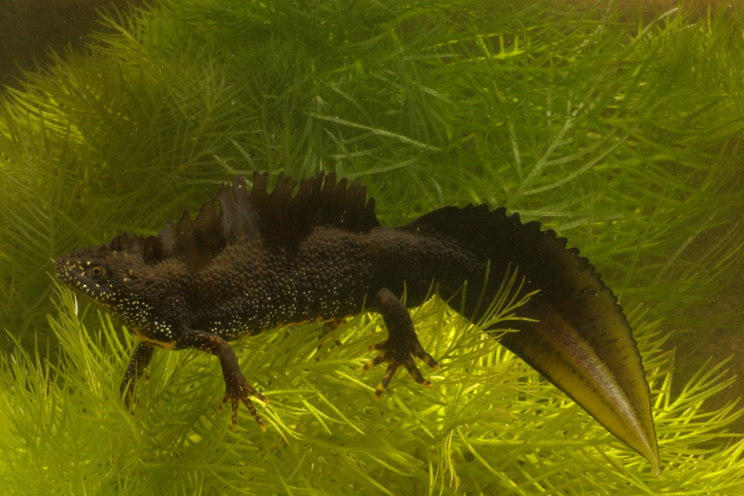 Kamsalamander - Saxifraga Kees Marijnissen