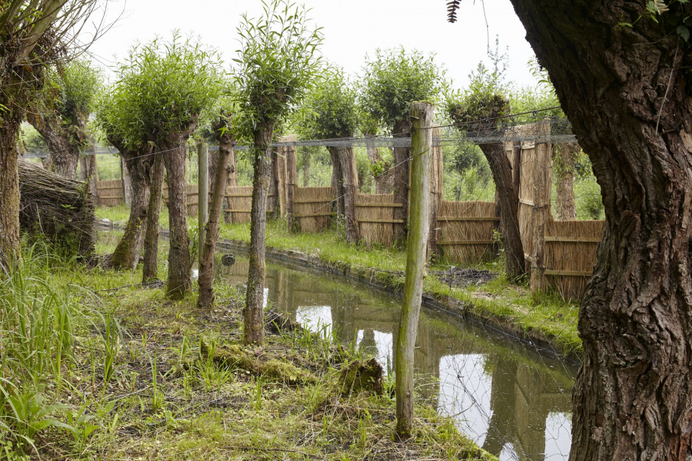 Eendenkooi in het Pompveld