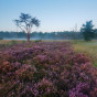Groote Heide - paars