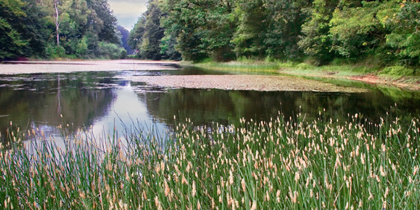 Groote Slink Slenkvijver 