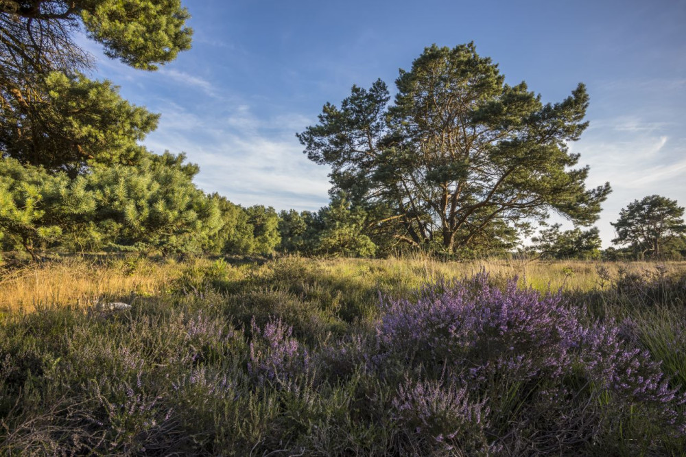 Neterselsche Heide