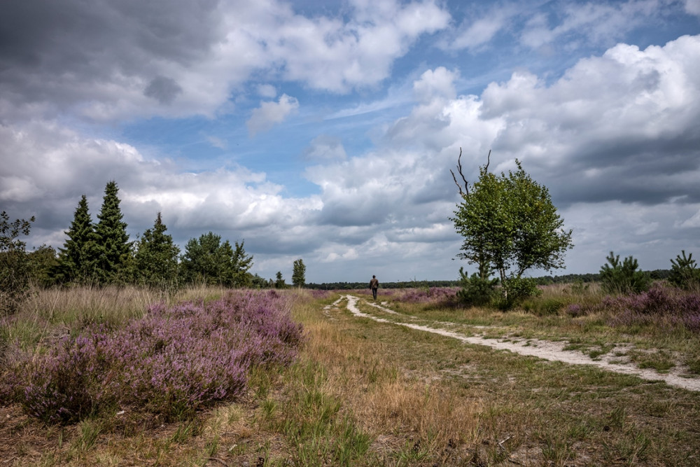 Landschotse Heide