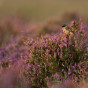 Regte Heide roodborsttapuit