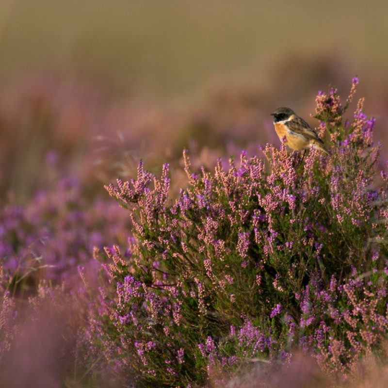 Regte Heide roodborsttapuit