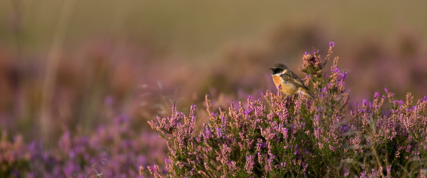 Regte Heide roodborsttapuit