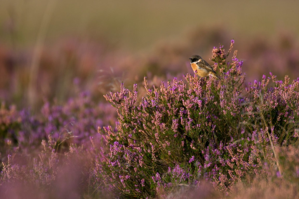 Regte Heide roodborsttapuit