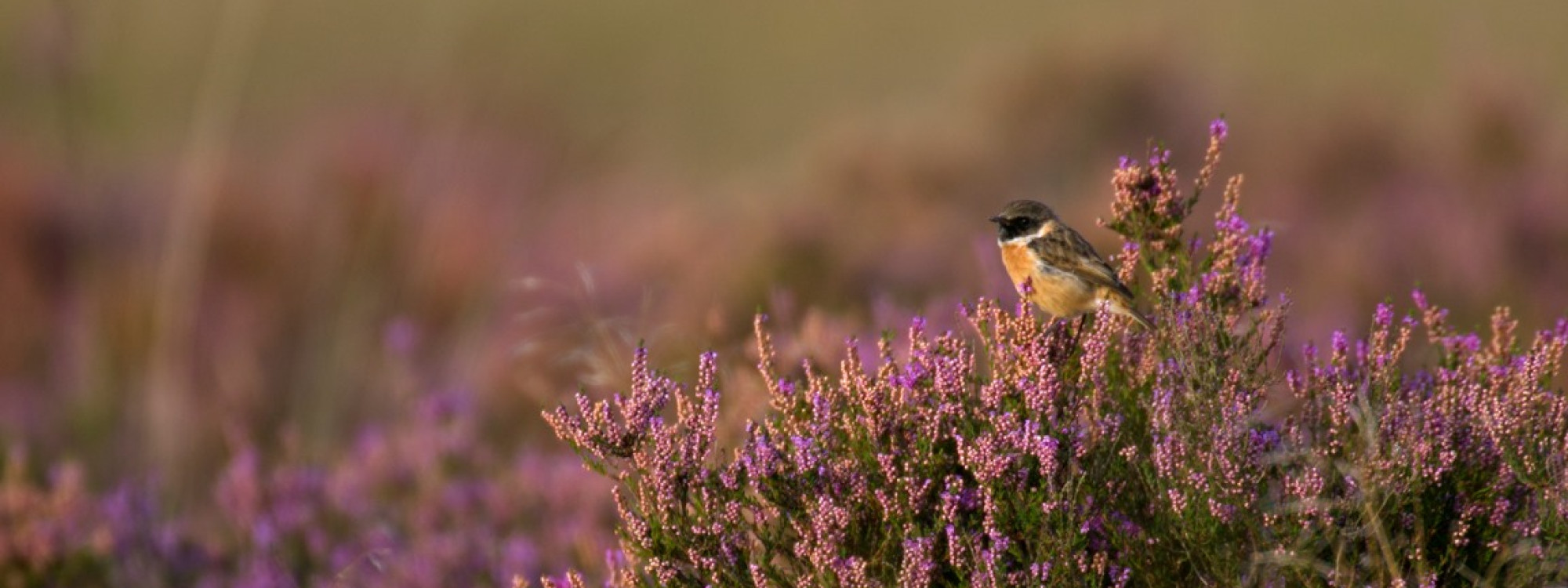Regte Heide roodborsttapuit