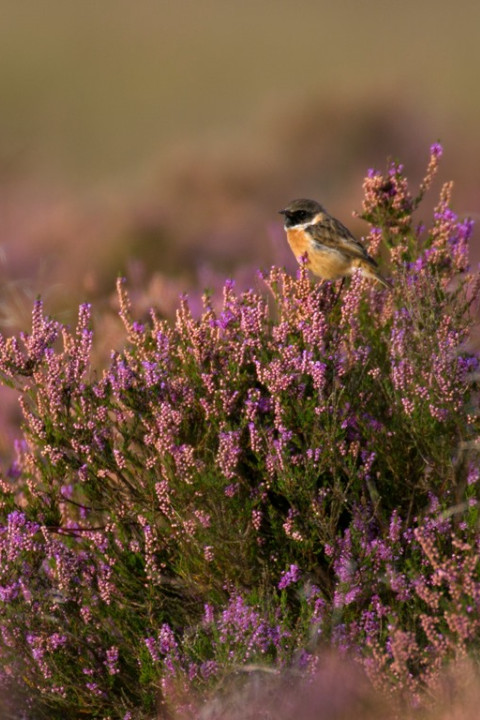 Regte Heide roodborsttapuit