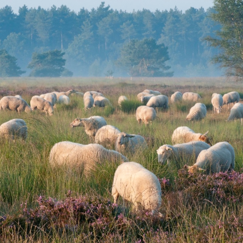 Kempisch heideschaap