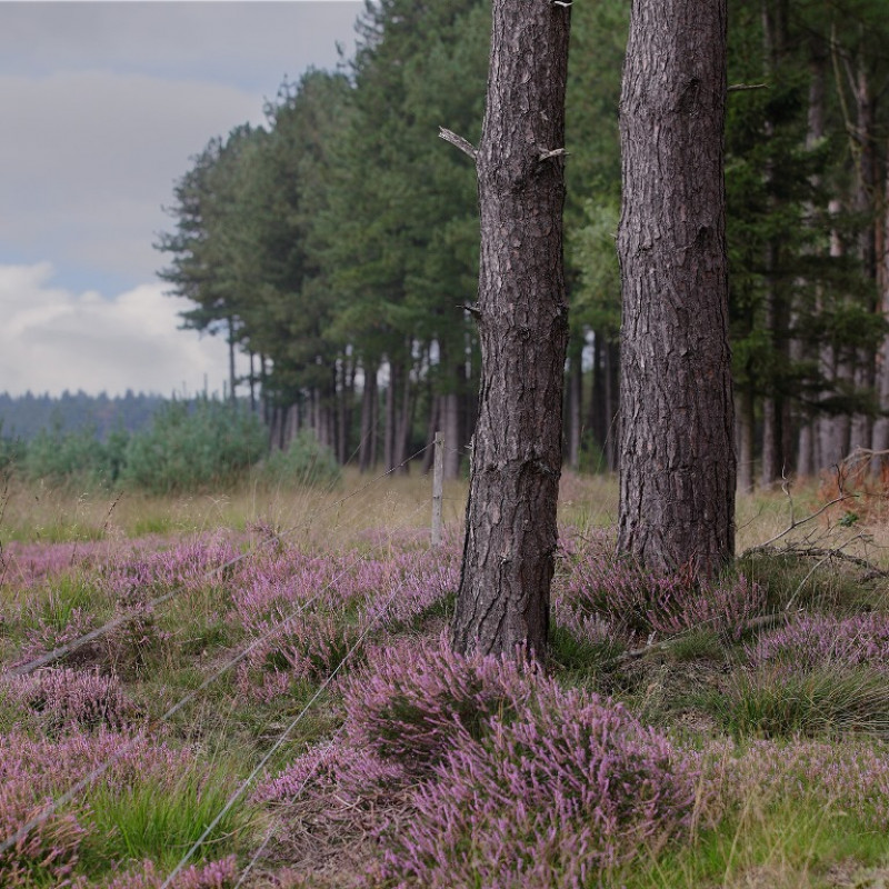 rovertsche heide 31811 005