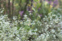 Bloemen in moestuin Tuin Haanwijk James van Leuven (1)