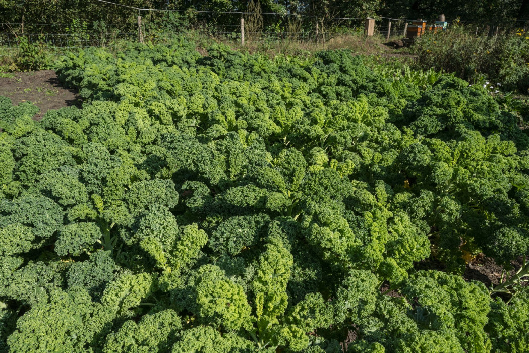 Tuin Haanwijk Kool in de moestuin Fotograaf James van Leuven