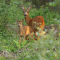 Ree met jong © Natuurmonumenten Nel Appelmelk NAMO45799