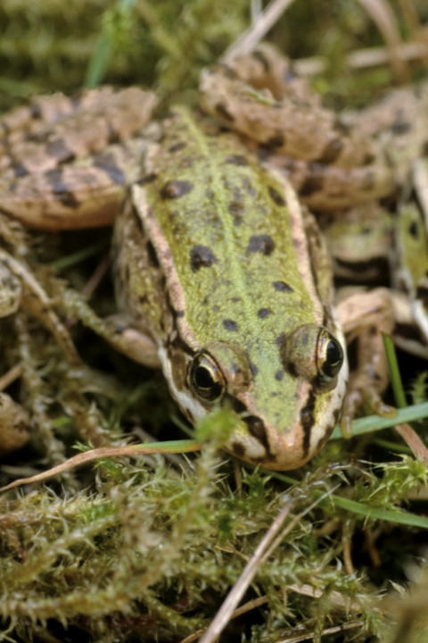 301074 Groene kikkers