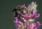 Anthidium manicatum 3, Grote wolbij, male, Saxifraga Frits Bink