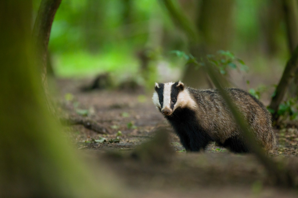Badger A0A1439
