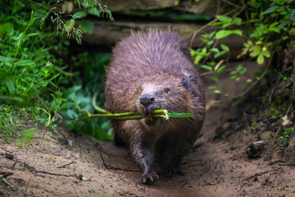 Bever takken