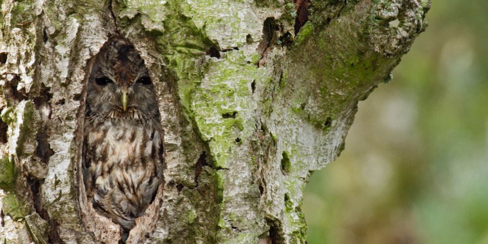 Bosuil in boomholte - Marijn Heuts