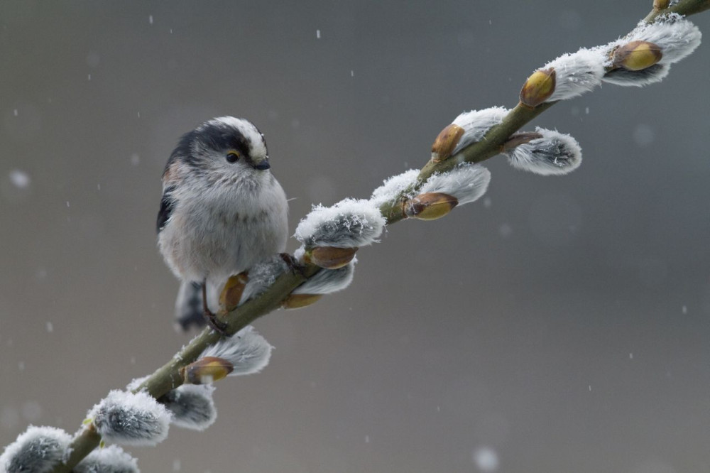 Staartmees in de winter
