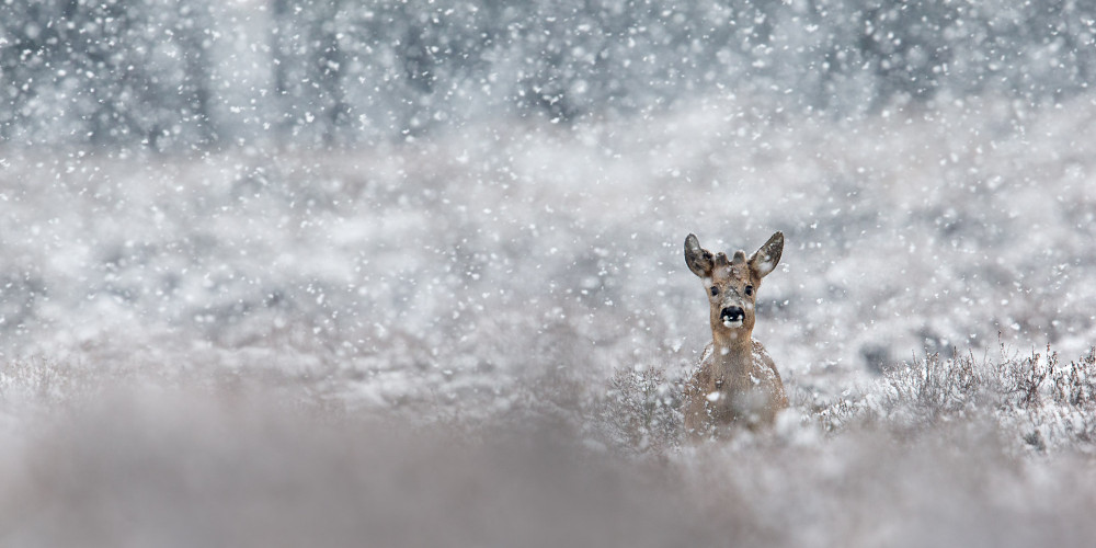 Ree in sneeuw - David Pattyn