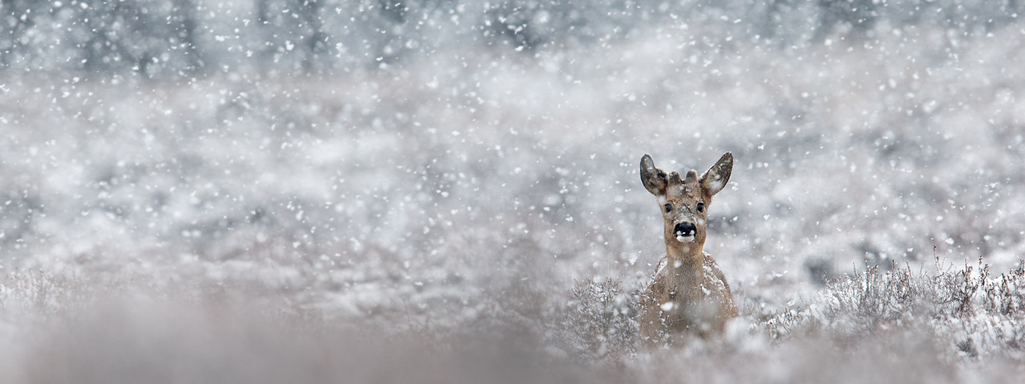 Ree in sneeuw - David Pattyn