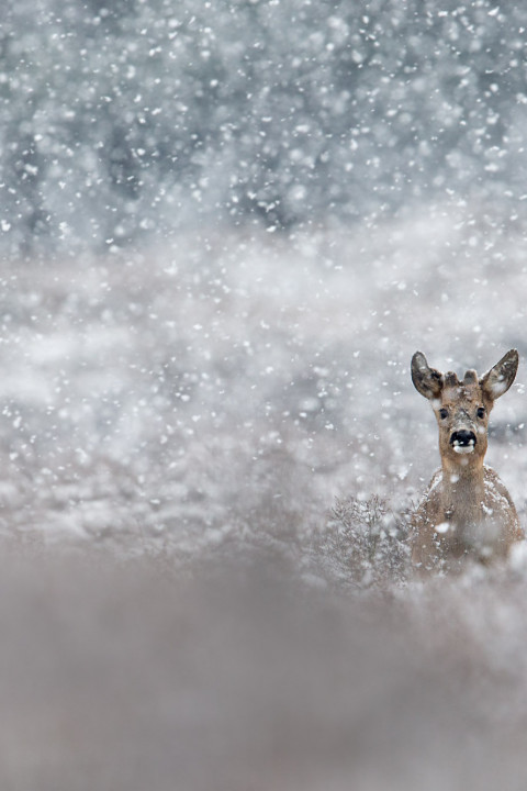 Ree in sneeuw - David Pattyn