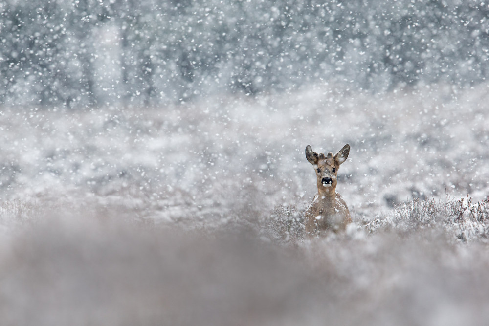 Ree in sneeuw - David Pattyn