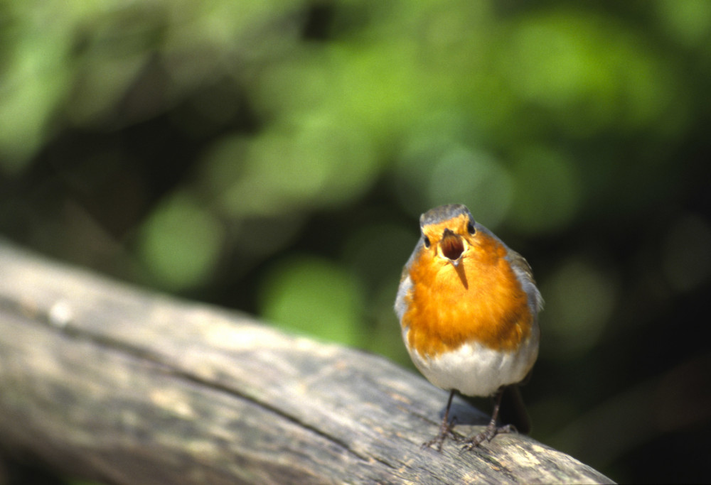 Erik de Jonge    Roodborstje zingend