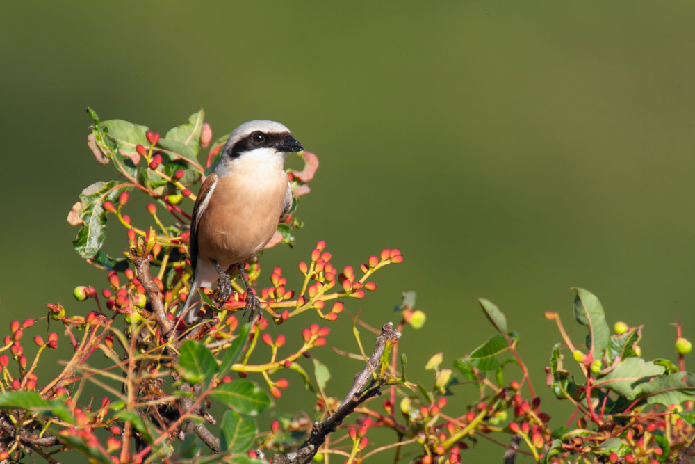 Grauwe klauwier - Marijn Heuts