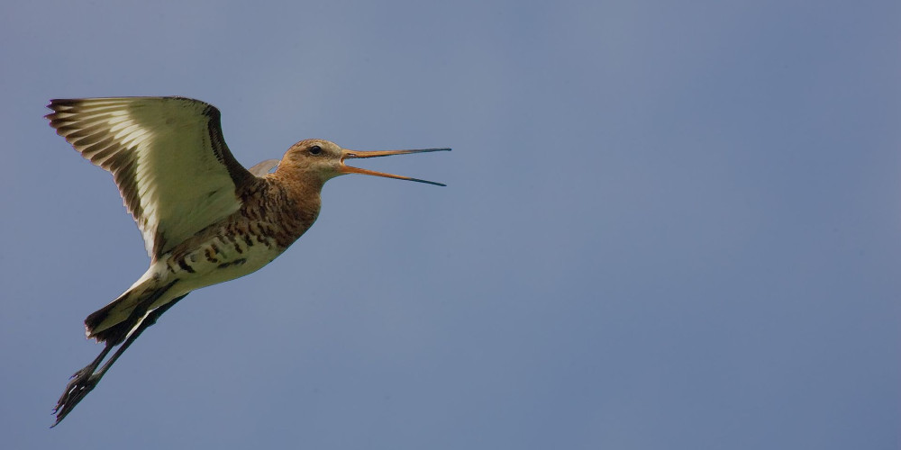Grutto in de lucht - Huub Smeding