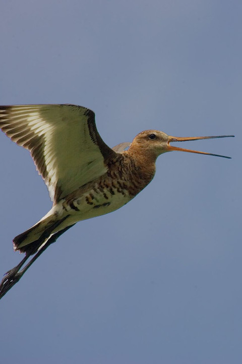 Grutto in de lucht - Huub Smeding