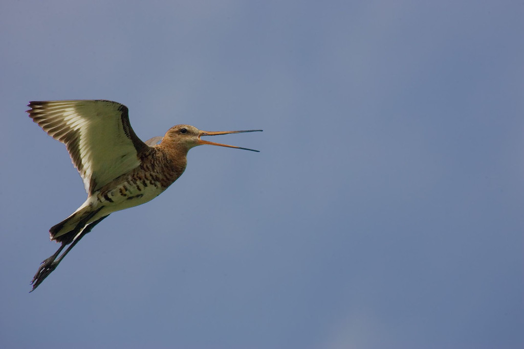 Grutto in de lucht - Huub Smeding
