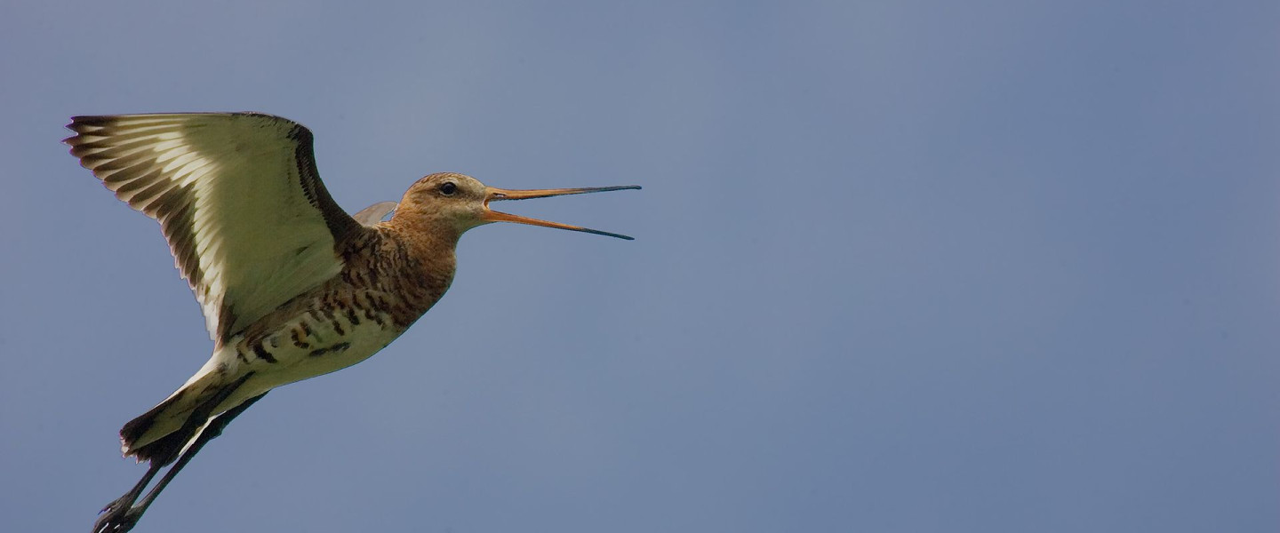 Grutto in de lucht - Huub Smeding