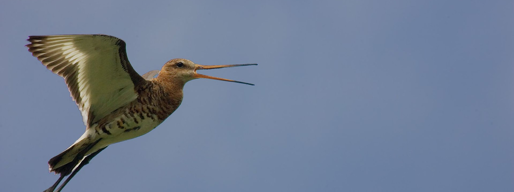 Grutto in de lucht - Huub Smeding