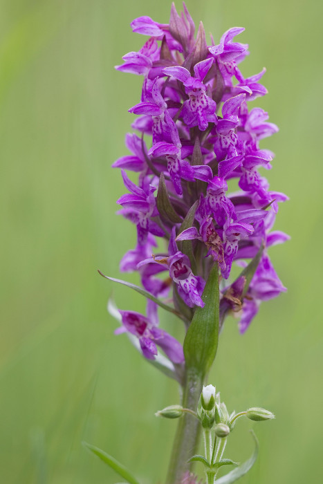 Brede orchis - Harry Fiolet