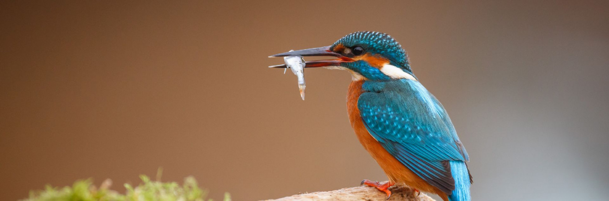 IJsvogel met visje - Marijn Heuts