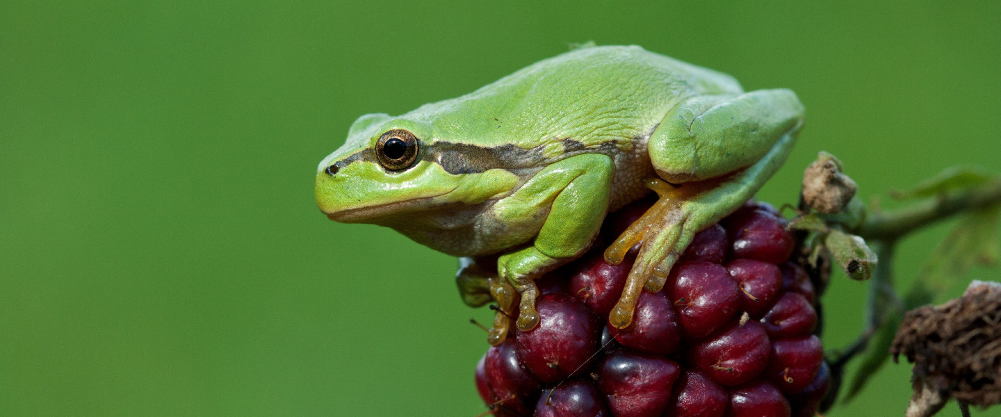 Boomkikker op braam - BK Gelderland