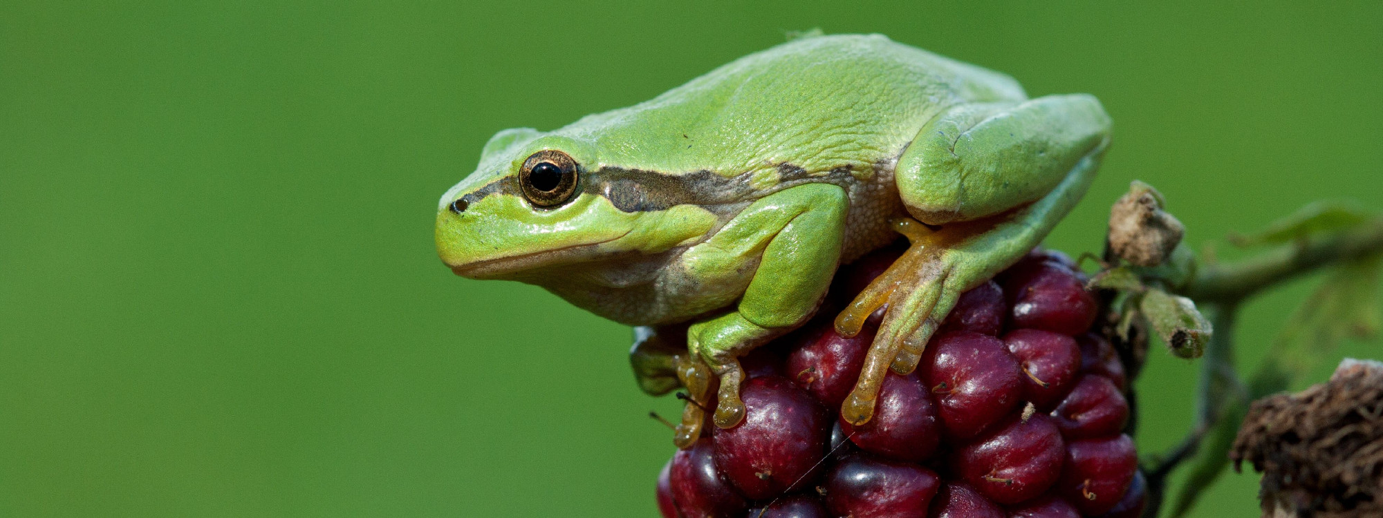 Boomkikker op braam - BK Gelderland