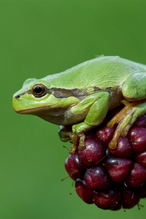 Boomkikker op braam - BK Gelderland