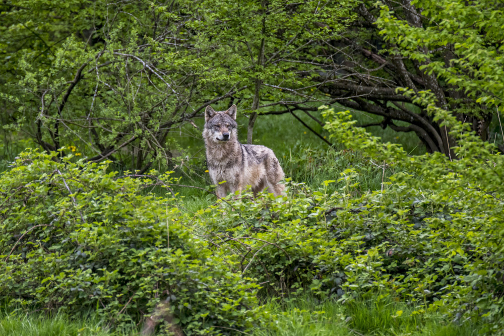 De wolf - KINA