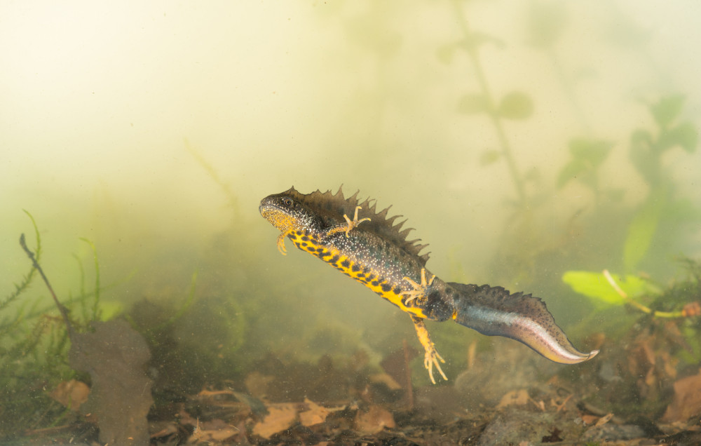 Buiten-Beeld kamsalamander