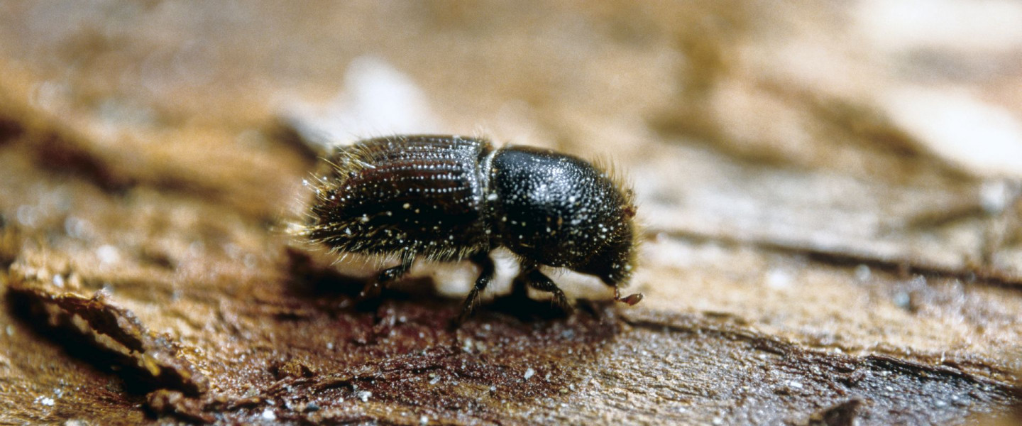 Letterzetter - Dick Klees