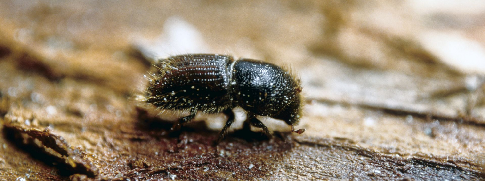 Letterzetter - Dick Klees