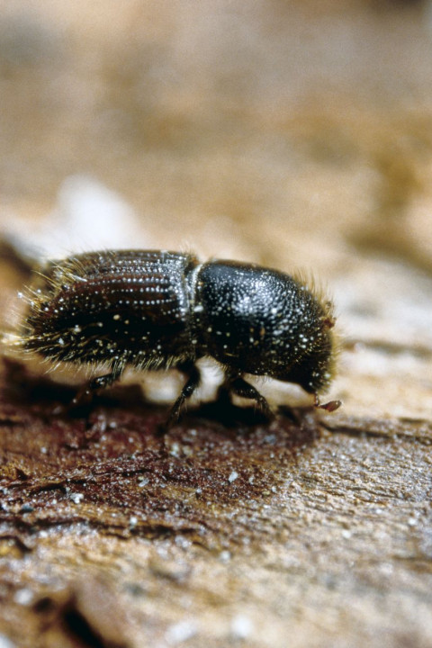 Letterzetter - Dick Klees