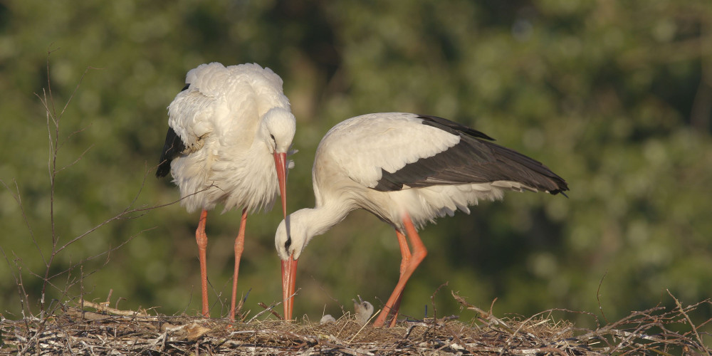 Ooievaars met jongen op het nest