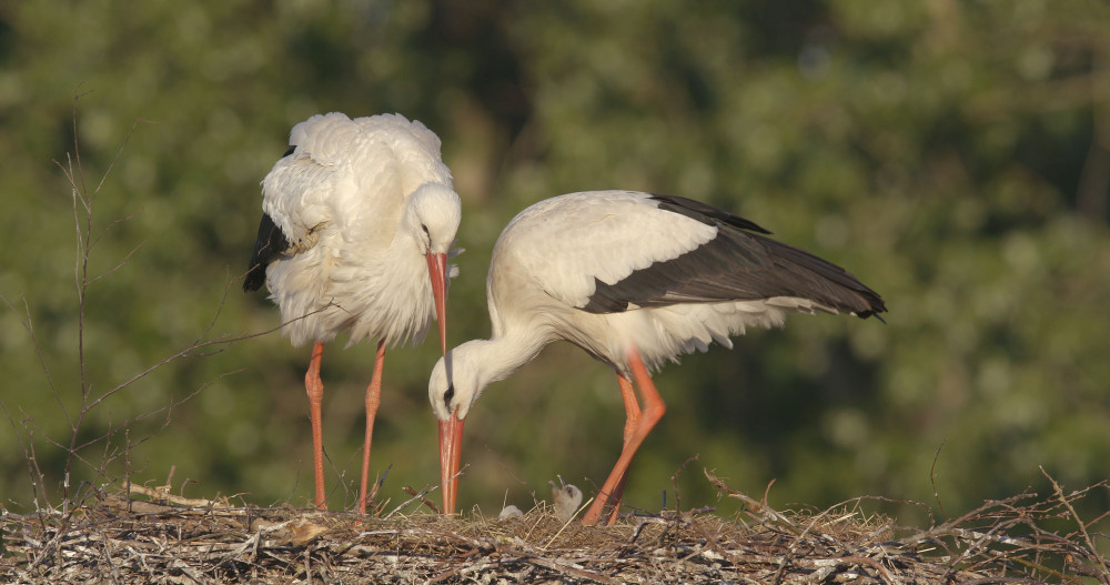 Ooievaars met jongen op het nest